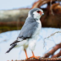 Pygmy Falcon